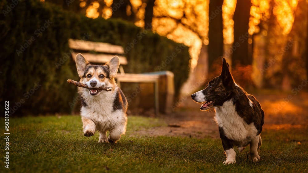 Obraz na płótnie Dwa psy rasy corgi w czasie zabawy w parku w porannym słońcu w salonie