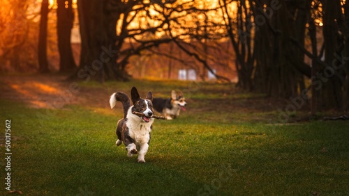 Fototapeta Naklejka Na Ścianę i Meble -  Dwa psy rasy corgi w czasie zabawy w parku w porannym słońcu