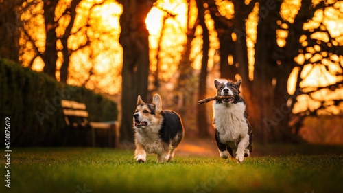 Fototapeta Naklejka Na Ścianę i Meble -  Dwa psy rasy corgi w czasie zabawy w parku w porannym słońcu