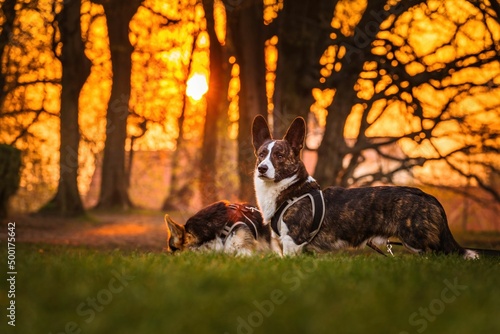 Fototapeta Naklejka Na Ścianę i Meble -  Dwa psy rasy corgi w czasie zabawy w parku w porannym słońcu
