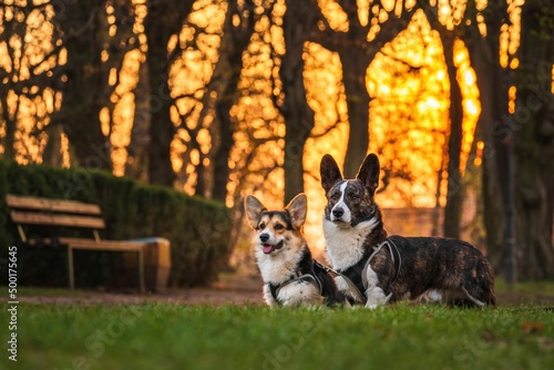 Dwa psy rasy corgi w czasie zabawy w parku w porannym słońcu photo