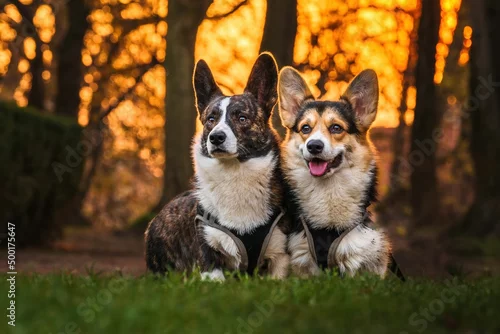 Obraz Dwa psy rasy corgi w czasie zabawy w parku w porannym słońcu