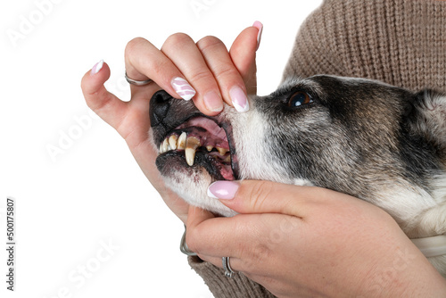 Cuadro en lienzo teeth and tartar of dog