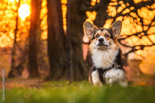 Pies rasy corgi pembroke w parku w porannym słońcu