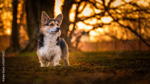 Fototapeta Naklejka Na Ścianę i Meble -  Pies rasy corgi pembroke w parku w porannym słońcu