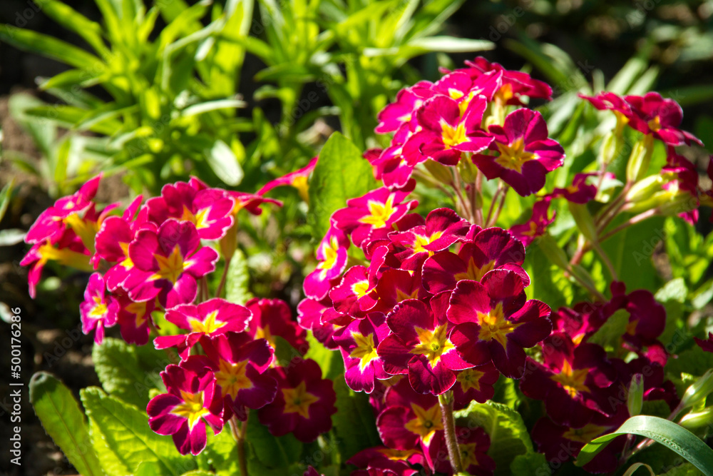 pink flowers in garden