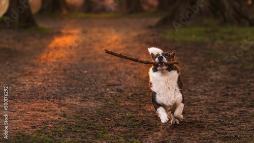 Pies rasy corgi cardigan w parku w porannym słońcu photo