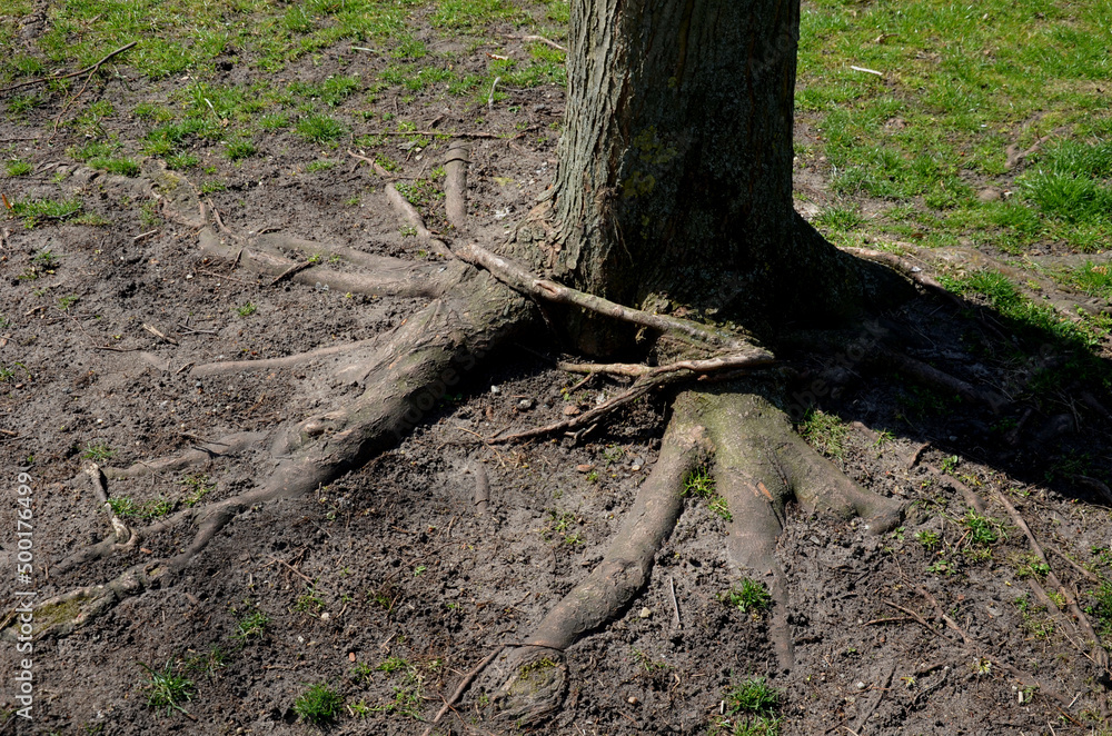 tree roots tangled over each other. mutual strangulation can be a problem. in the country. park with lawn. tree roots tangled over each other. mutual strangulation can be a problem. in the country. park with lawn.
