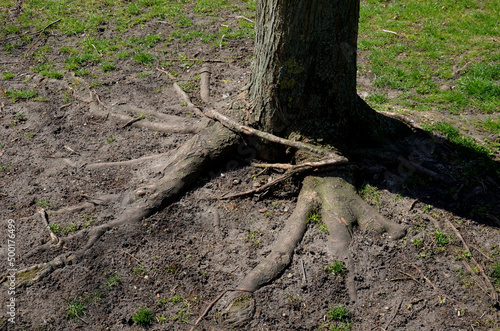 tree roots tangled over each other. mutual strangulation can be a problem. in the country. park with lawn.