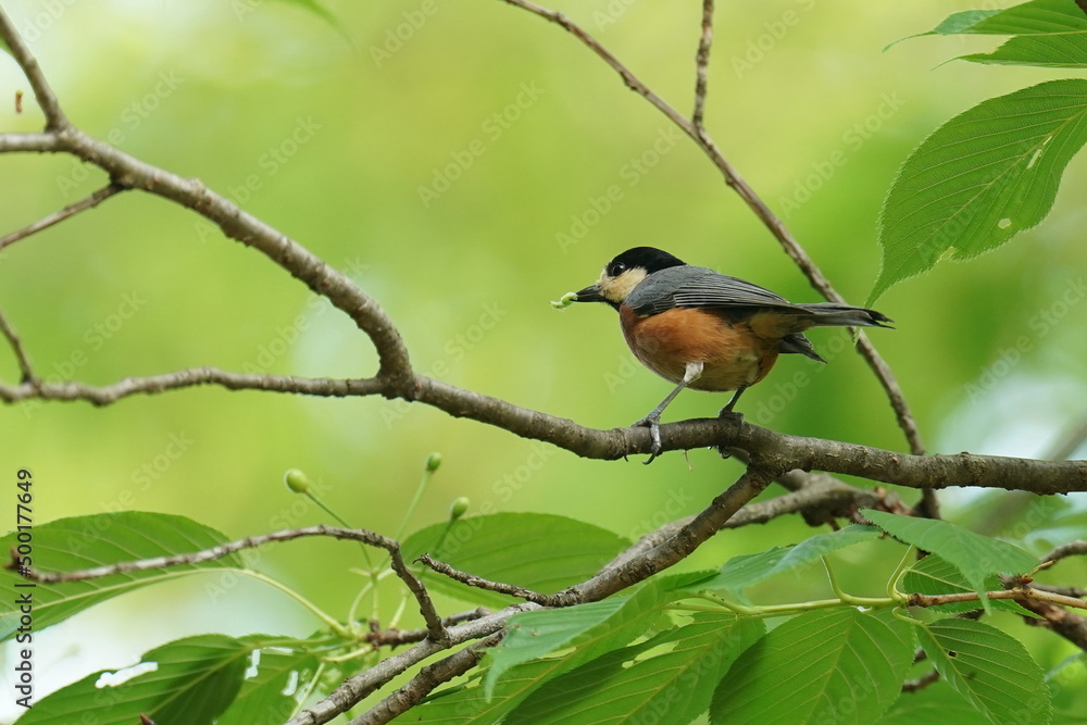varied tit on the branch varied tit on the branch