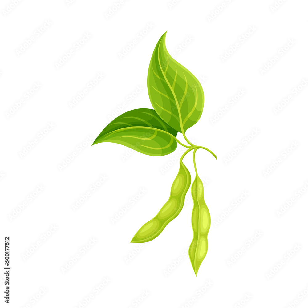 Soybean in Green Pod as Edible Seed of Legume Plant Vector Illustration
