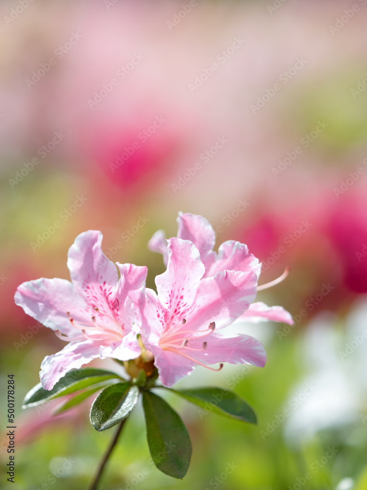 Obraz premium ツツジの花