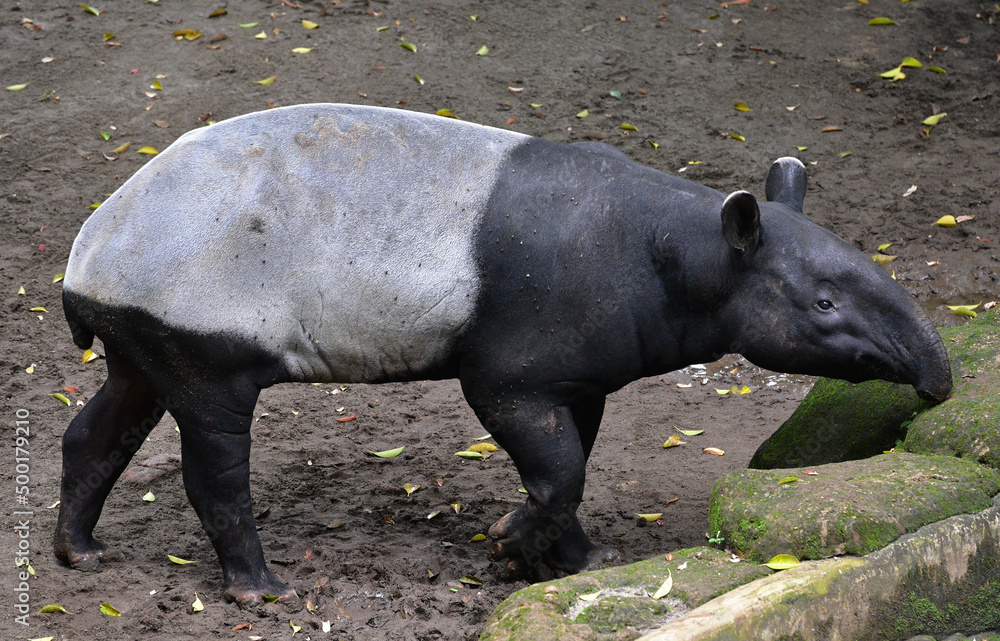 Close up of the Asian Tapir, Tapirus indicus Close up of the Asian Tapir, Tapirus indicus