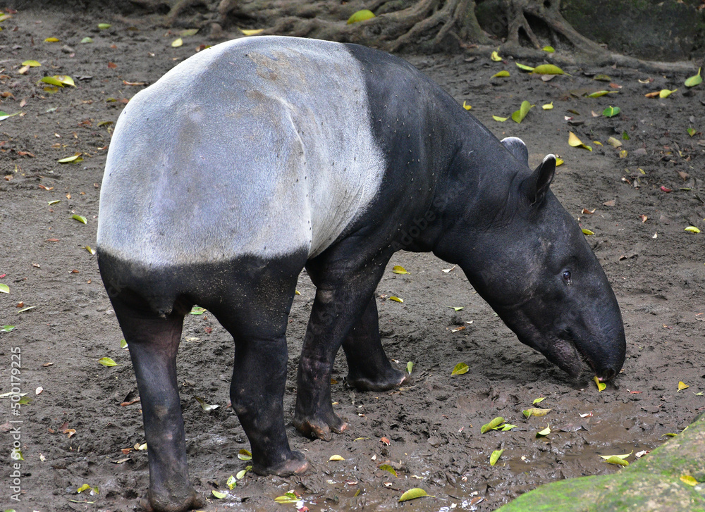 Fototapeta premium Close up of the Asian Tapir, Tapirus indicus
