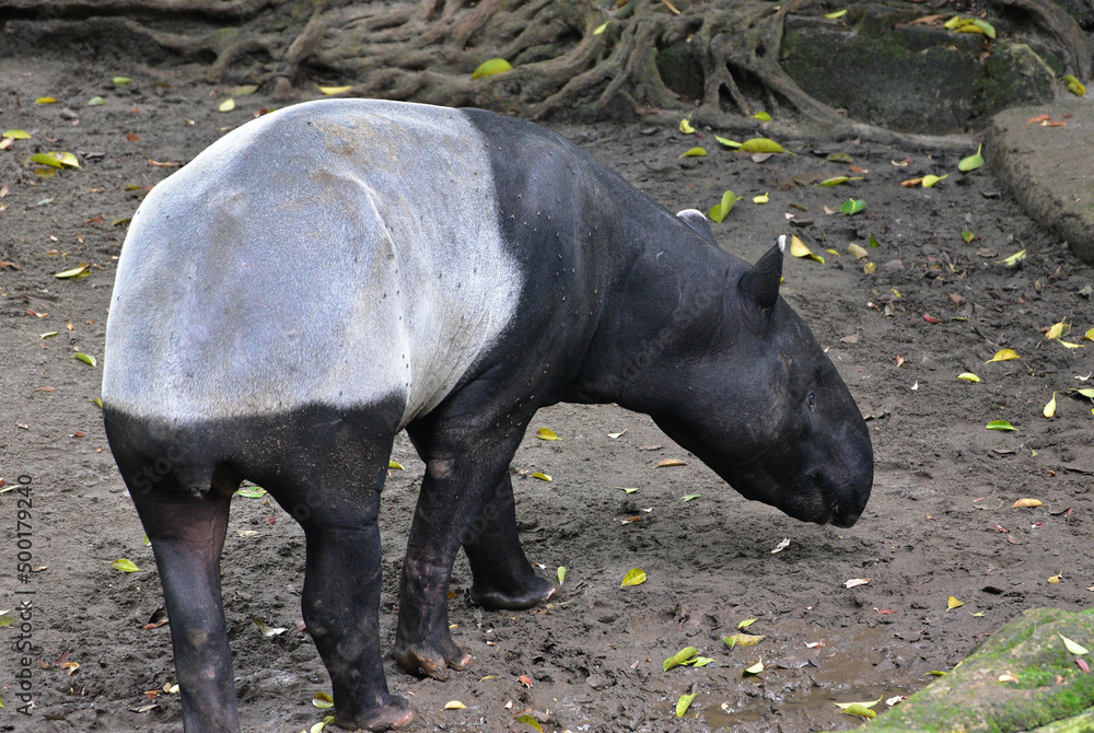 Close up of the Asian Tapir, Tapirus indicus Close up of the Asian Tapir, Tapirus indicus
