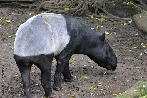 Close up of  the Asian Tapir  Tapirus indicus