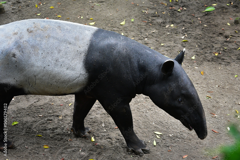 Close up of the Asian Tapir, Tapirus indicus Close up of the Asian Tapir, Tapirus indicus