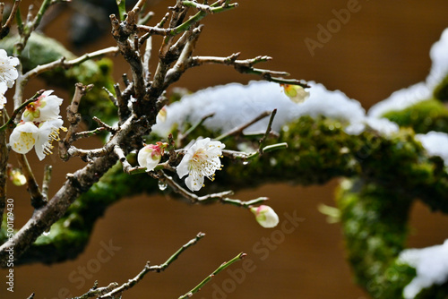 冬の雪と梅の花