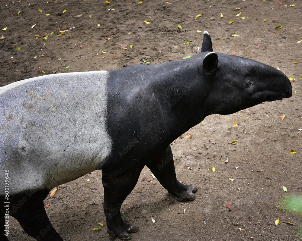Close up of the Asian Tapir, Tapirus indicus Close up of the Asian Tapir, Tapirus indicus