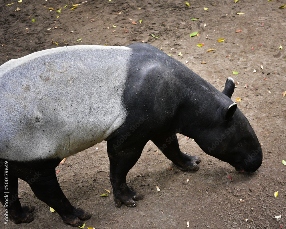 Close up of the Asian Tapir, Tapirus indicus Close up of the Asian Tapir, Tapirus indicus
