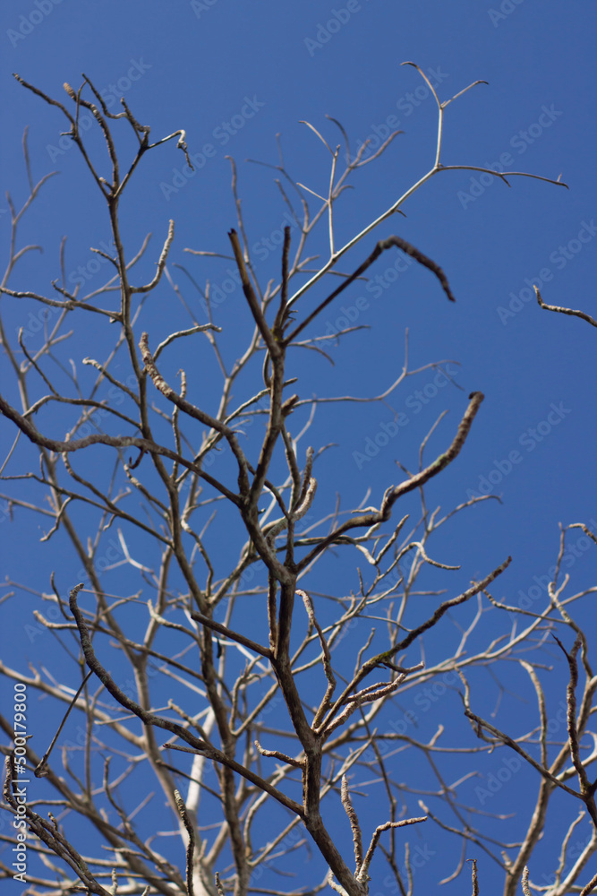 Branch tree without leaf on blue sky. A nature of winter trees without leaves after autumn season. Branch tree without leaf on blue sky. A nature of winter trees without leaves after autumn season.