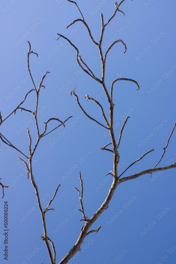 Branch tree without leaf on blue sky. A nature of winter trees without leaves after autumn season. Branch tree without leaf on blue sky. A nature of winter trees without leaves after autumn season.