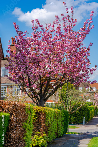 Beautiful cherry blossom line a residential street in Hampstead Garden Subarb  London  UK