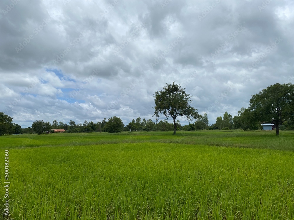 field and blue sky