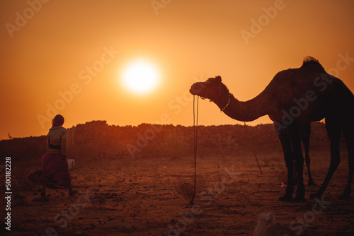 Festival Camel in Nagaur 