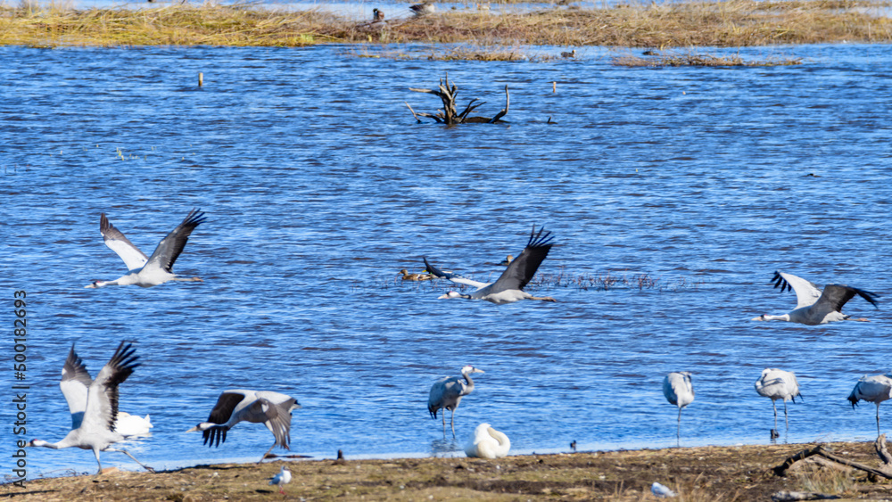 cranes (grus grus) flying over the swedish lake hornborgasjön in april