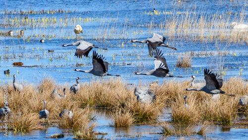 cranes (grus grus) flying over the swedish lake hornborgasjön in april photo