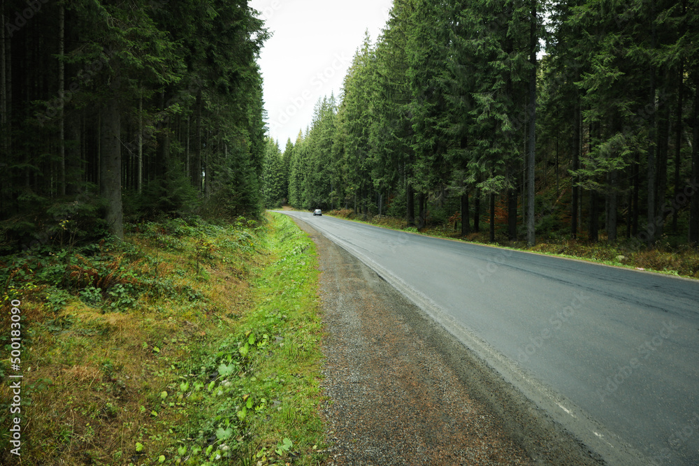 Obraz premium Travel and adventure concept, road in the forest