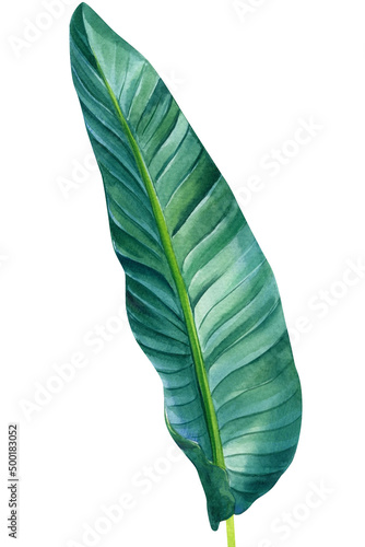 Watercolor illustration of tropical palm leaf isolated on white background