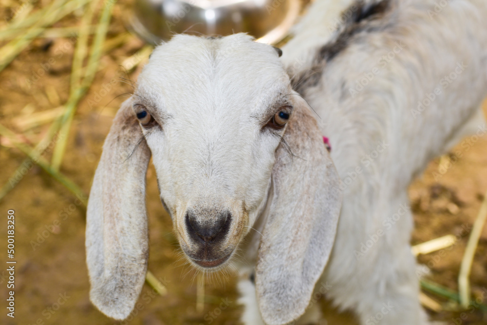 Fototapeta premium Portrait of a white little goat closeup