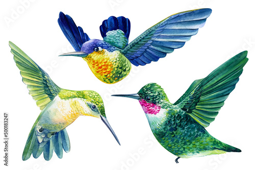 Vivid birds, hummingbird isolated on white background.. Watercolor botanical illustration 
