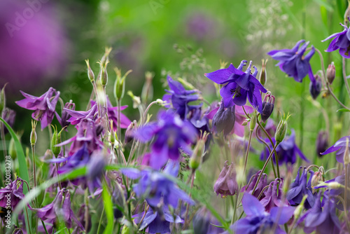 Nice little purple summer field flowers at sunny morning nature