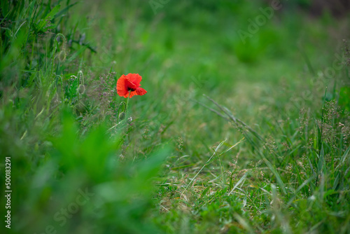 Red poppy flower on dark green background summer time, spring collection with free space for text 