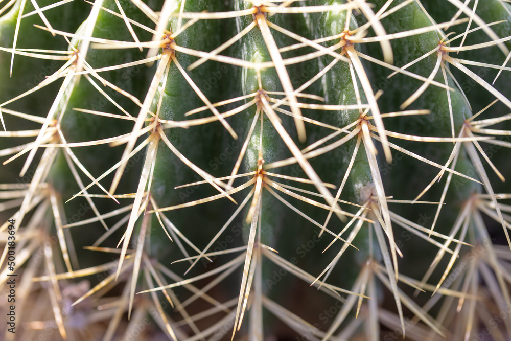 Cactus with needles in the garden. Cactus with needles in the garden.