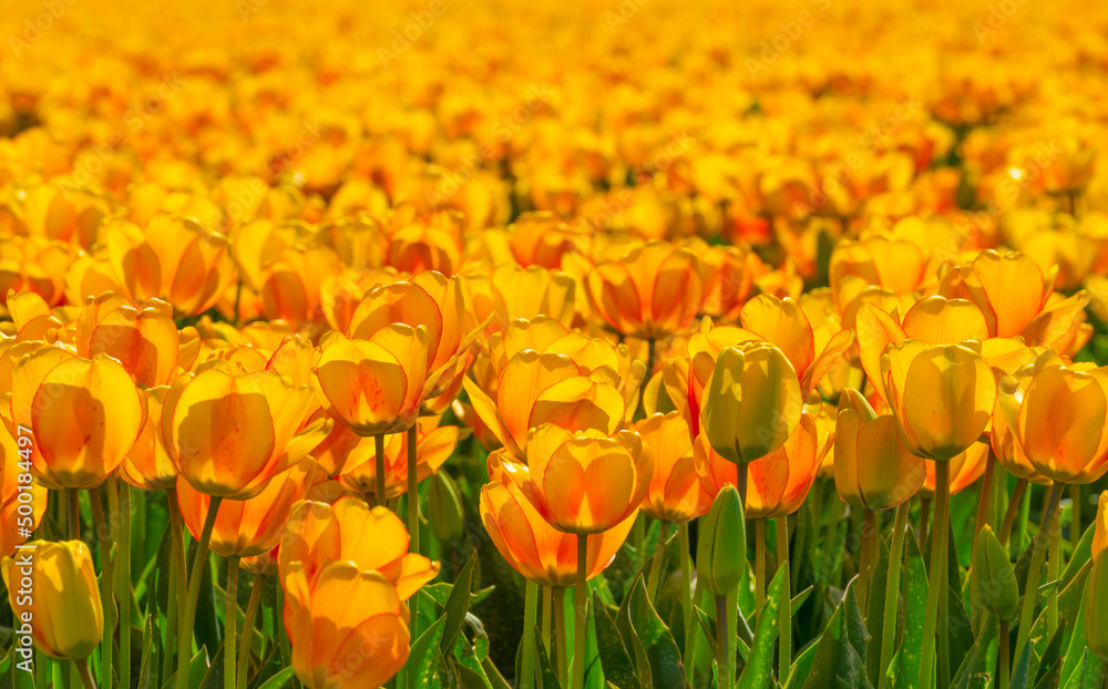 Colorful flowers in an agricultural field in sunlight in springtime, Noordoostpolder, Flevoland, The Netherlands, April 20, 2022 Colorful flowers in an agricultural field in sunlight in springtime, Noordoostpolder, Flevoland, The Netherlands, April 20, 2022