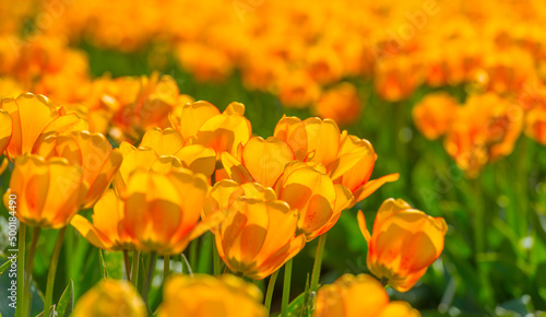 Colorful flowers in an agricultural field in sunlight in springtime  Noordoostpolder  Flevoland  The Netherlands  April 20  2022