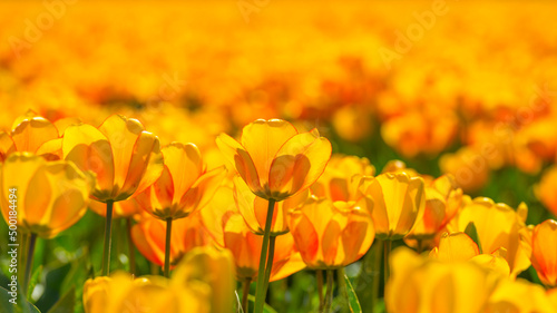 Colorful flowers in an agricultural field in sunlight in springtime  Noordoostpolder  Flevoland  The Netherlands  April 20  2022