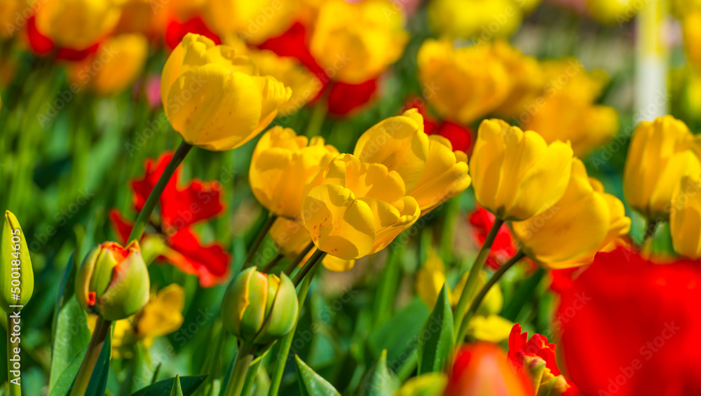 Fototapeta premium Colorful flowers in an agricultural field in sunlight in springtime, Noordoostpolder, Flevoland, The Netherlands, April 20, 2022