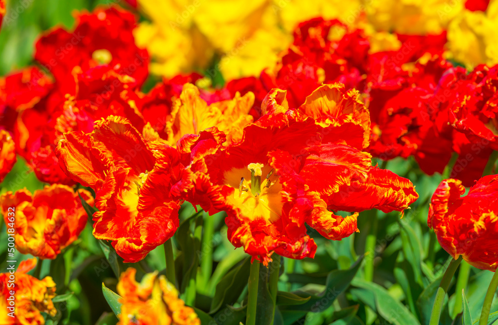 Colorful flowers in an agricultural field in sunlight in springtime, Noordoostpolder, Flevoland, The Netherlands, April 20, 2022 Colorful flowers in an agricultural field in sunlight in springtime, Noordoostpolder, Flevoland, The Netherlands, April 20, 2022