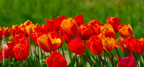 Colorful flowers in an agricultural field in sunlight in springtime  Noordoostpolder  Flevoland  The Netherlands  April 20  2022
