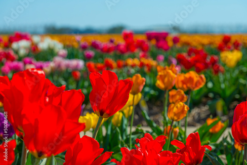 Colorful flowers in an agricultural field in sunlight in springtime  Noordoostpolder  Flevoland  The Netherlands  April 20  2022