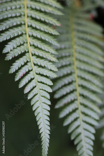 Fern plant in detail showing the symmetry with a fern in background
