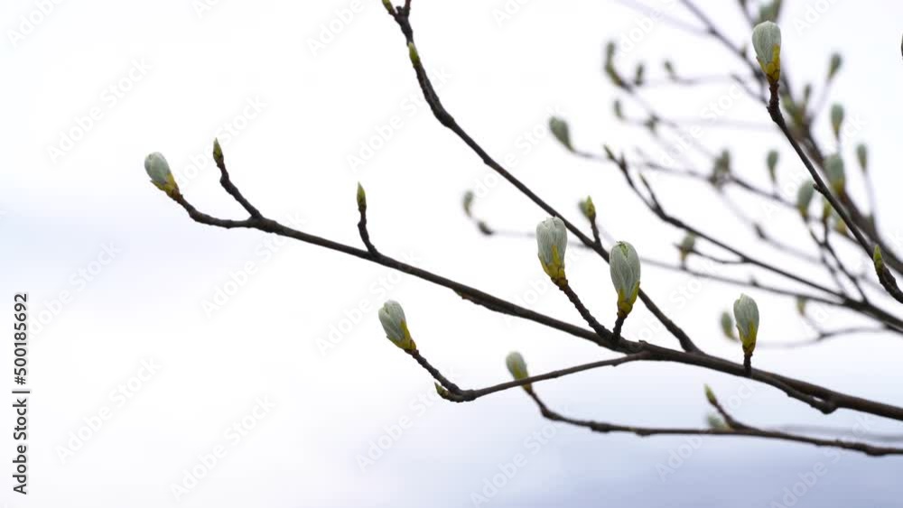 Whitebeam beginning leafing and flowering in spring (Sorbus aria) Whitebeam beginning leafing and flowering in spring (Sorbus aria)