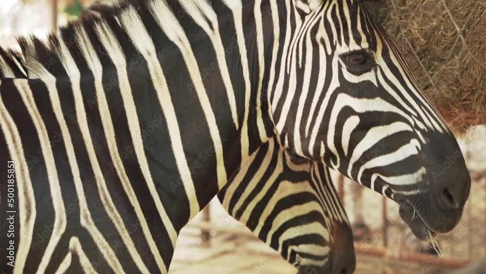 Close up, zebras are eating hay with several herds. Close up, zebras are eating hay with several herds.