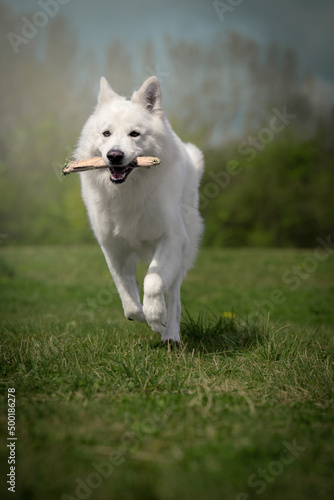 Cane Bianco Felice Corre con Legnetto 