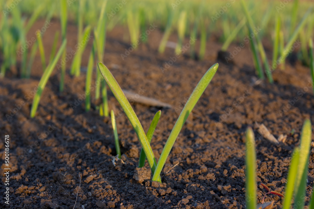 Wheat sprouts sprouted from the soil, young germinating grains, leaves of sprouted grain. Wheat sprouts sprouted from the soil, young germinating grains, leaves of sprouted grain.